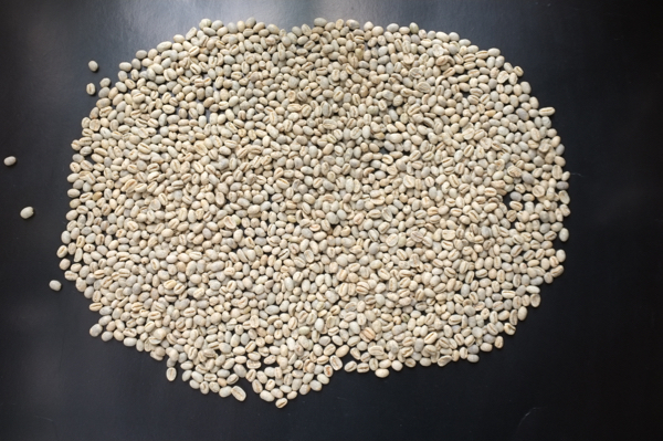 種 ロブスタ ロブスタ種(カネフォラ種)のコーヒー豆とは？特徴やアラビカ種との違いを解説