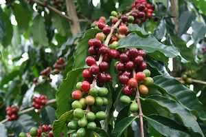 コーヒーの木を育てよう 生豆から芽が出るの Every Coffee