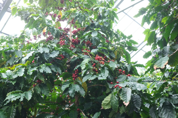 コーヒーの木を育てよう 生豆から芽が出るの Every Coffee